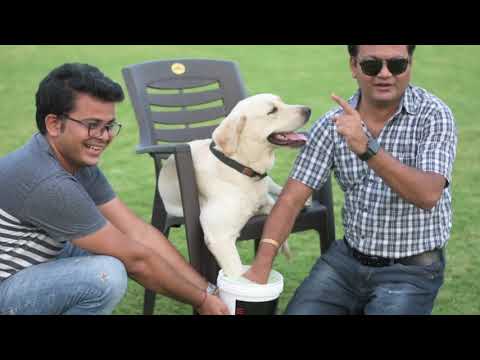 Marcolex1 pet paw 3d casting kit, 2 kg