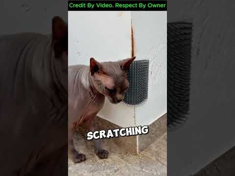 Bu kedi vücudunu duvara sürtmeyi çok seviyor 😸💜 #şort