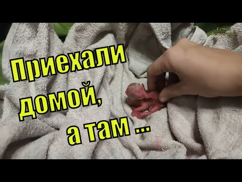 В город по делам с детьми. Неприятный сюрприз дома / Жизнь в деревне