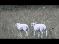Beeeeee, beeee 