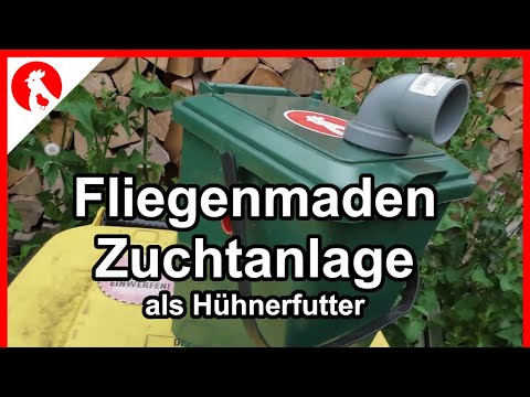 F231 Maggot Farm 🐛 for chickens - I almost puked... - Fly maggots for chicken feed