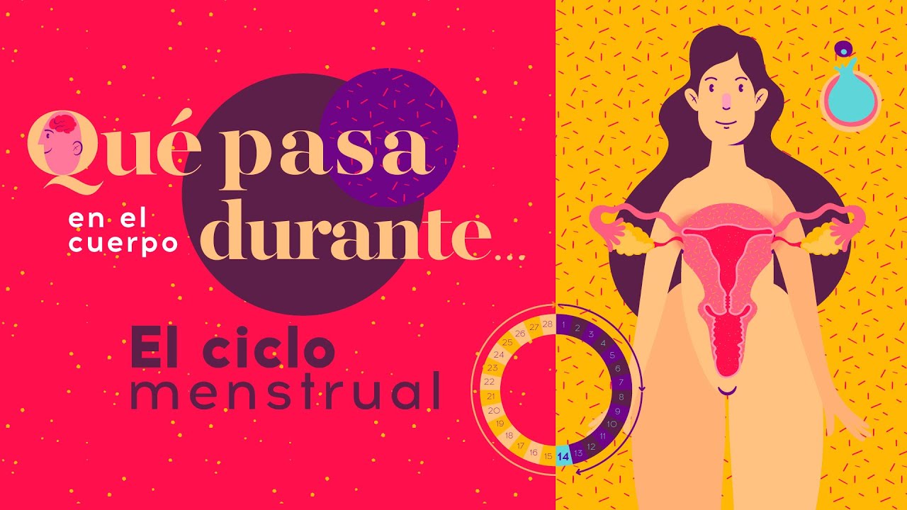 Qué pasa en el cuerpo durante... el ciclo menstrual 🩸