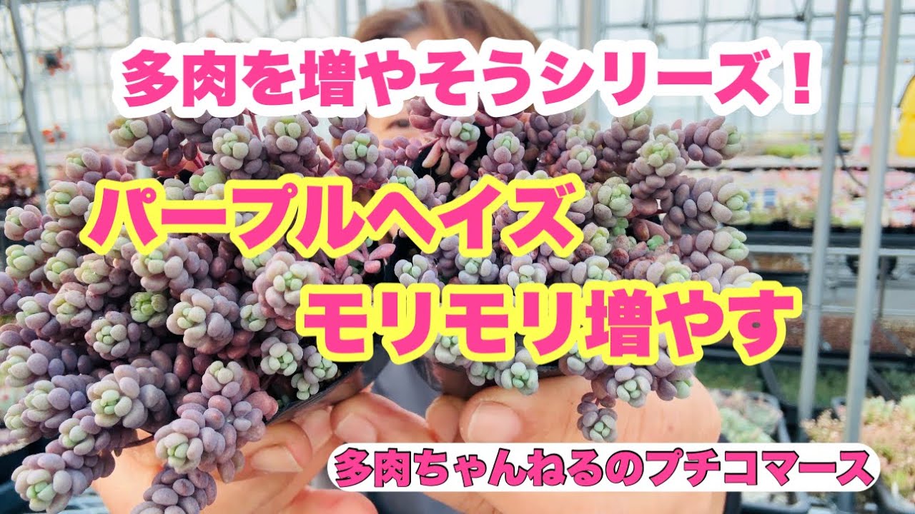 【多肉植物】多肉を増やそうシリーズ❣️パープルヘイズをモリモリ増やす🪻2026年4月3日