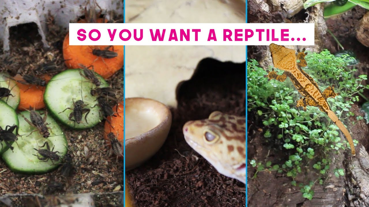 Caring For Reptiles - Day to Day Maintenance!