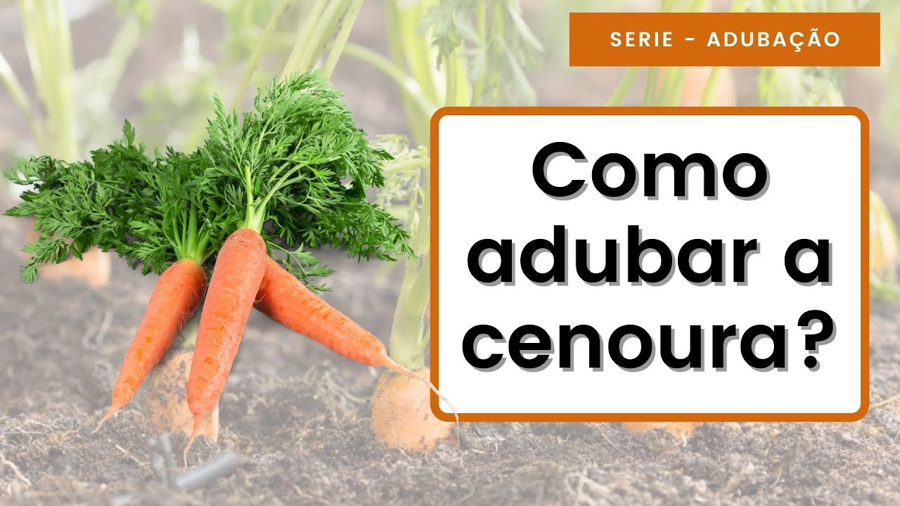 COMO ADUBAR A CENOURA? | Para alcançar Altas Produtividades (Série Adubação)