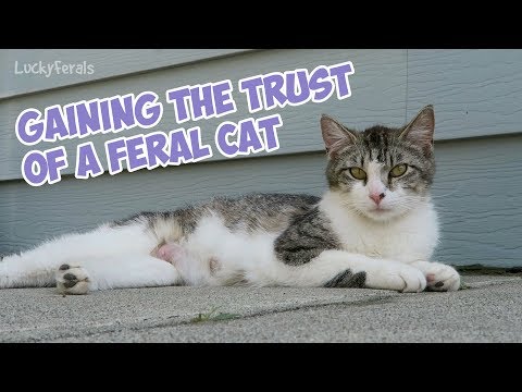 Gaining The Trust Of A Feral Cat - Younger Stella Hanging Out On The Patio
