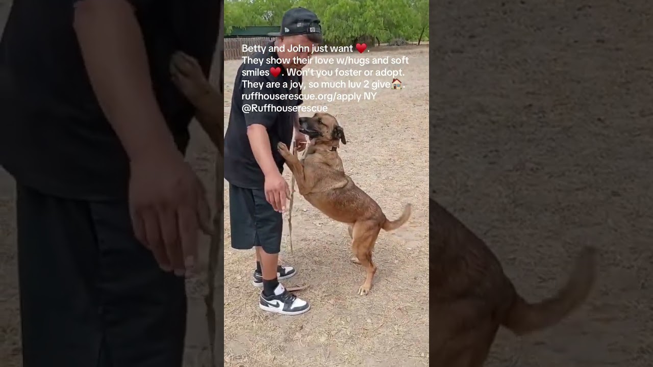 Enlarge Betty, a Adoptable mixed breed in West Islip, NY video 6/6