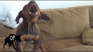 Download lagu 8 Week Old Doberman Puppy | Slow motion mp3 Download lagu 8 Week Old Doberman Puppy | Slow motion mp3