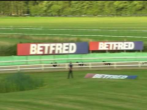 2017 BETFRED PUPPY TROPHY - T4 DROOPYS GOLD