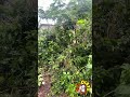 DESLIZAMENTO NA FAVELA DOS BRANCOS EM JUQUITIBA