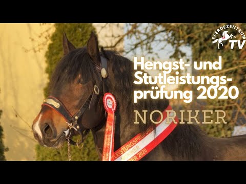 Hengst- und Stutleistungsprüfung für Noriker 2020 im Pferdezentrum Stadl-Paura!