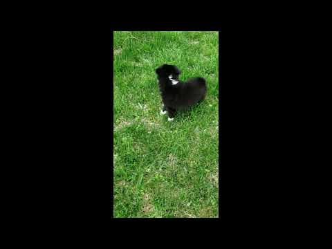 Maci Miniature Australian Shepherd