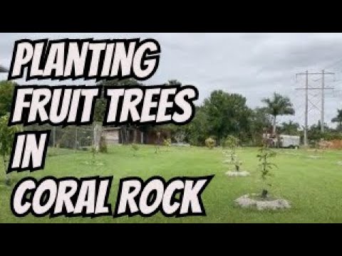 Planting Fruit Trees in Coral Rock
