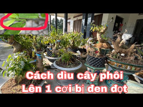 Một số cách dìu cây mai bị đen đọt,đơn giản hiệu quả
