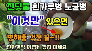 호박오이참외수박대파 진딧물 응애 흰가루병 노균병 이것만 있으면 병해충 걱정끝 난황유만들기 마요네즈로 병해충 …