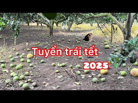 Tuyển trái đợt 1 lứa bưởi TẾT