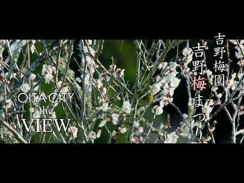 【OITA CITY -the VIEW-】吉野梅まつり（吉野梅園）