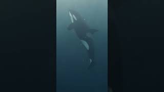 Why Have Orcas Turned Violent? | Fascinating Horror Shorts