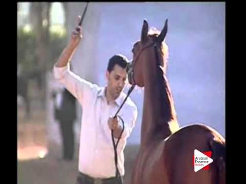 N.184 SHADAN AL HAWAJER - Ajman 2016 - Colts 2 years old (Class 8A)