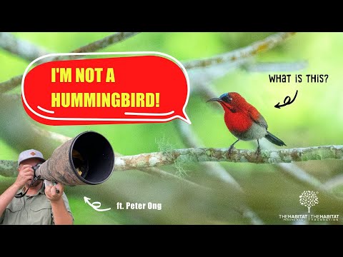 Backyard Birding - Episode 6 【Sunbirds】