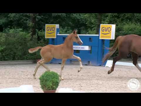 Vivaldos' erster Fohlenjahrgang