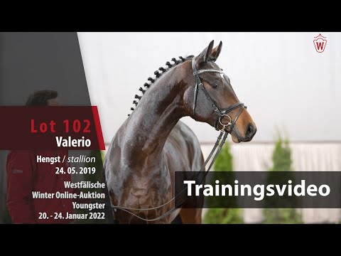 Online Winter-Auktion Training Lot 102 Valerio Hengst v. Valverde - Spörcken