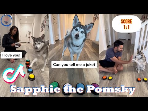 Funny Dog Tik Toks 2023 | Best @sapphie_the_pomsky  TikTok Videos (Part 2)