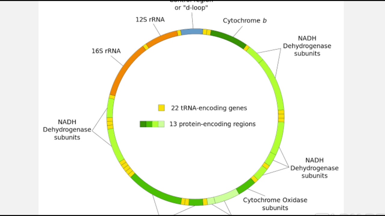 PEMBAHASAN SIMAK UI BIOLOGI 2019(dna mitokondria)
