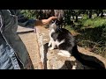 Tuxie The Cat Had Another Cat With Her Today