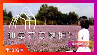 Fw: [遊記] 桃園楊梅仙草花比想像中深色