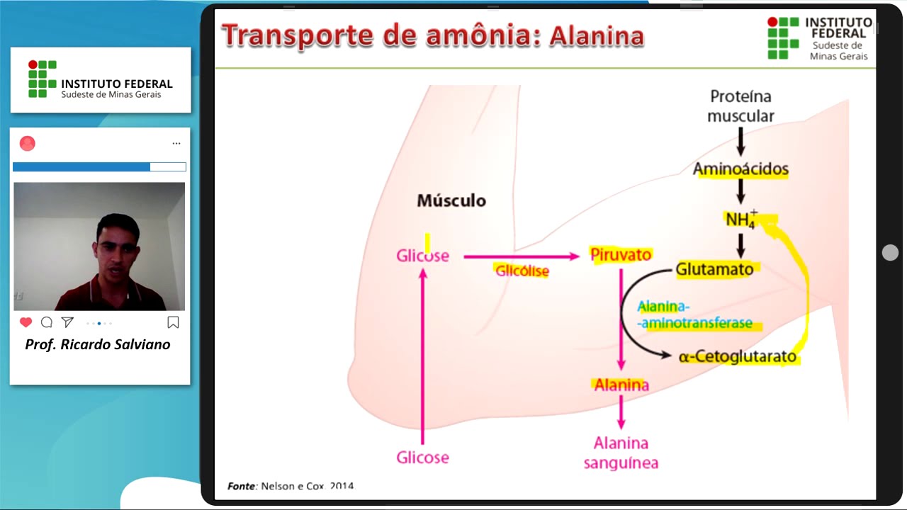 Metabolismo de aminoácidos - parte II