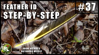 How to Identify Bird Feathers in the Field | KNOW #37