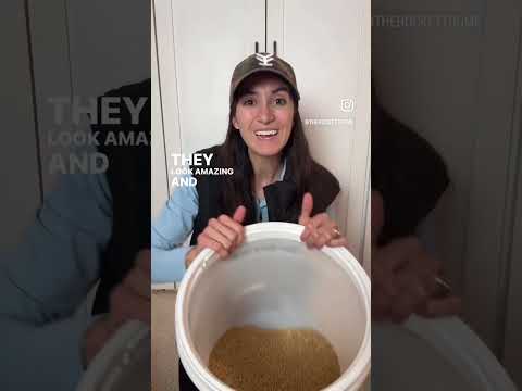 How to get started with milling your own flour! Part 1/4. #freshmilledflour  #bread