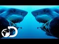 Shark Cam Gets Attacked By Jaws Of The Deep | Shark Cams Strikes Back | SHARK WEEK 2018