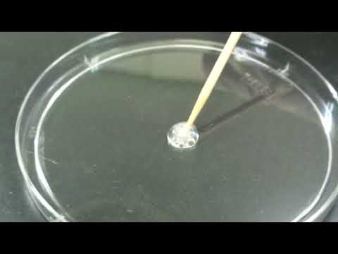 看護学科 catalase test（カタラーゼテスト）