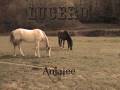 Lucero - Anjalee