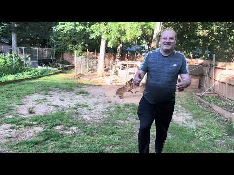 Nero and Lesye very protect dog ￼ every time surprise you