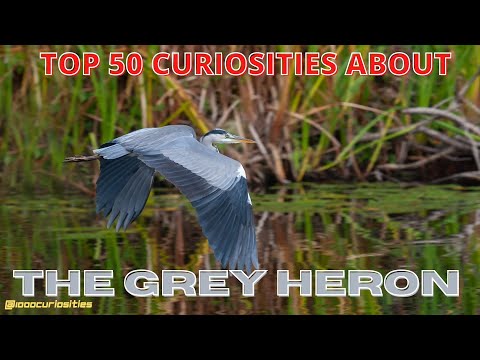 Top 50 Curiosities about the Grey Heron