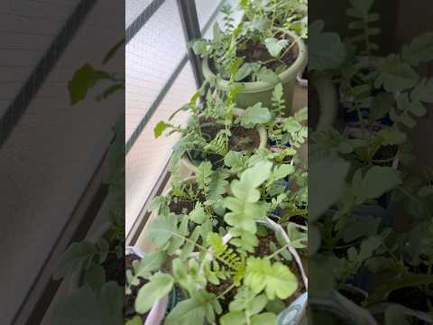 庭、鉢、温室に大根をいつどのように播種するのですか？  庭園