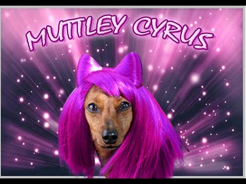 MUTTLEY CYRUS with DOUG RATNER AND THE WATCHMEN Presents DOGS