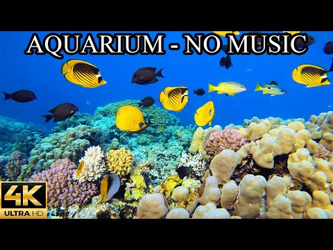 AQUARIUM 4K Coral Reef 4K Aquarium NO Music NO Ads - 12 Hours | Aquarium Sounds For Sleeping