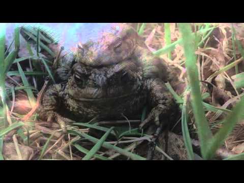 Snowid-Magiczna Ropucha(Official Video)