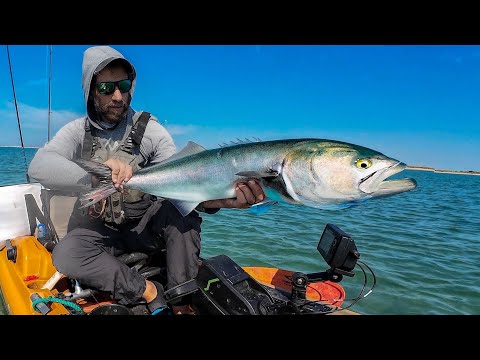 Chopper Bluefish! - Topwater On The Flats + Favorite Recipe So Far