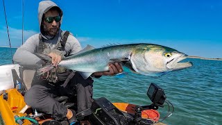 Chopper Bluefish! - Topwater On The Flats + Favorite Recipe So Far