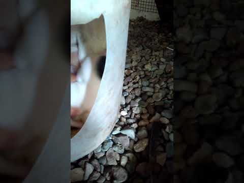 El perrito mas lindo