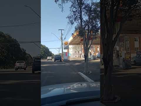 pitanga Paraná