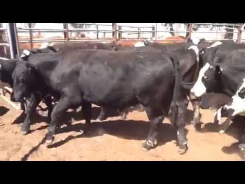 ARINGA NORTH Angus & Angus /Hereford Steers