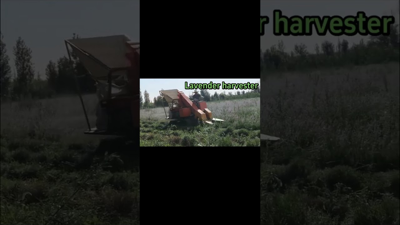 Lavender harvester