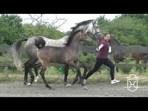 SL076 Stutfohlen von Uriko - Legolas - Calido I