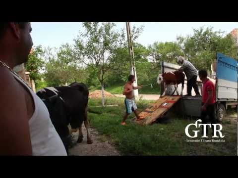 GTR - Calacea Project